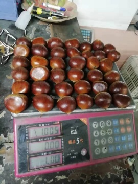 selling good fresh chestnut