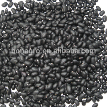high quality black kidney bean