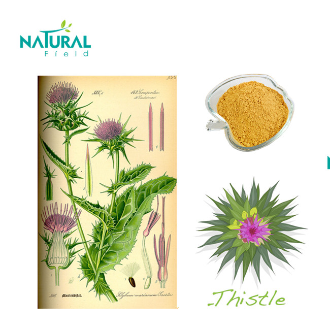 Milk Thistle Extract 80% Silymarin silybin with ISO Certification