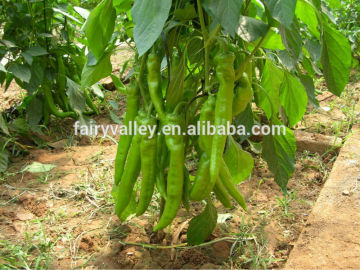 Hot Pepper Seeds hot sale good quality vegetable seeds