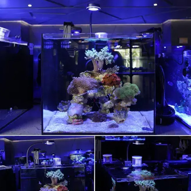 أسماك الحوض المروي LED LED LID لخزان الأسماك