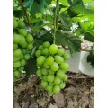 Tropical Flavor High Sugar Shine Muscat