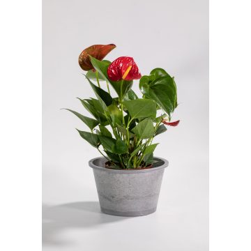 Maceta colgante con borde enrollado de estilo japonés