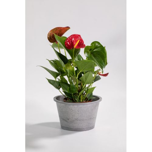 Maceta colgante con borde enrollado de estilo japonés