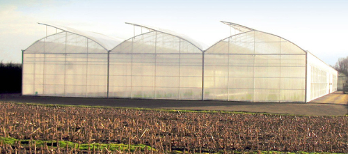 Multi-Span Rumah Tunner Pertanian Murah Plastik Greenhouse
