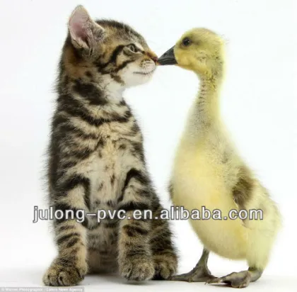 Eco-solvent glossy photo paper;indoor&outdoor photo paper;waterproof photo paper;photo paper for exhibition show