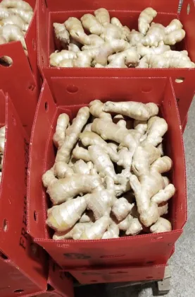 Air Dry Fresh Ginger New Harvest