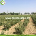 Factory Supply Fruit Nutrition Dried Fruit Goji Berries