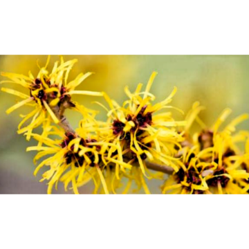 Hamainelis Mollis Extract Hamamelis Extract