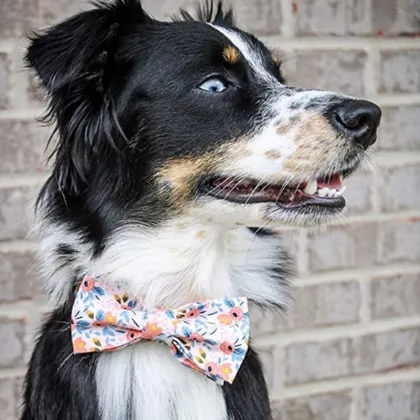 Personalized Dog Collar Metal Buckle Custom Dog Collar