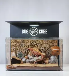 Acrylic Terrarium with Lizard Background Board