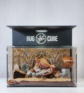 Terrarium acrylique avec panneau de fond lézard