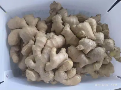 Fresh Organic Dry Ginger