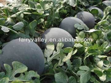 High Yield King Big Seedless Watermelons Seeds High Sugar Content