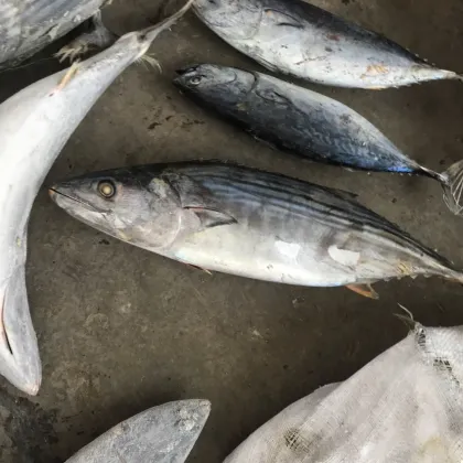 seafrozen sarda sarda 1.5kg +