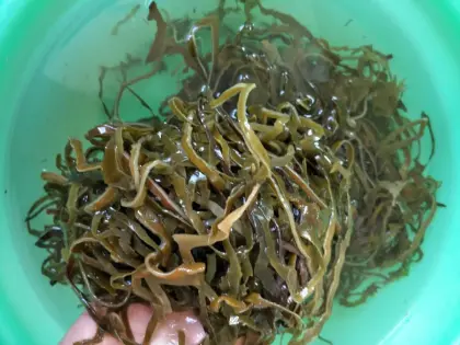 seaweed sun dried kelp new season