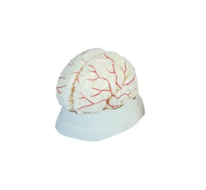 Brain with Arterial for Medical Teaching