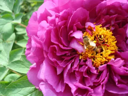 Peony Extract Peoniflorin profile