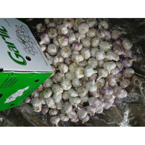 Kaufen Sie Normal White Garlic Crop 2020