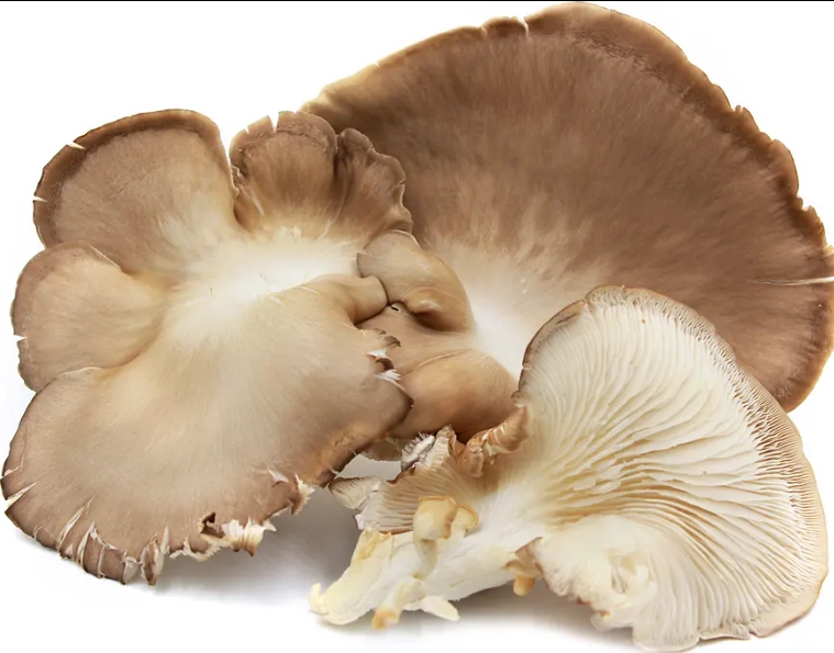 furry fungus species