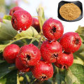 Free Sample Hawthorn Fruit Extract 5% Flavones Powder