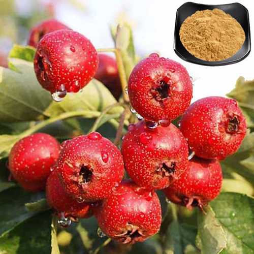 Biopesticides Free Sample Hawthorn Fruit Extract 5% Flavones Powder Manufactory