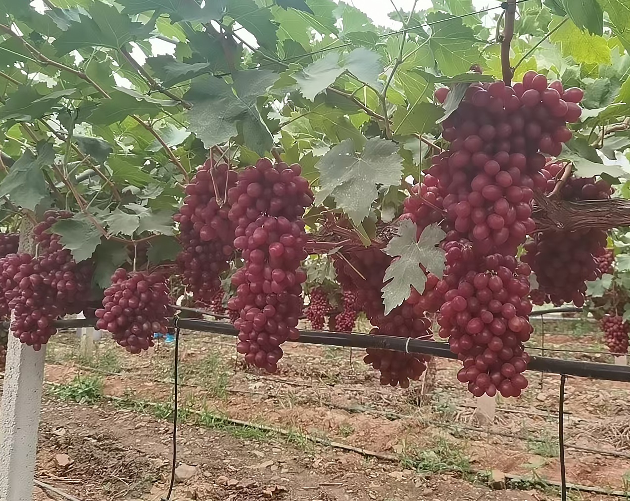 Grape