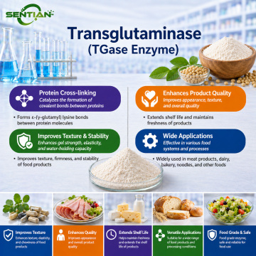 Transglutaminase Enzyme