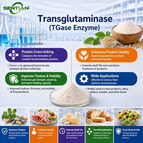 Transglutaminase Enzyme