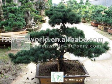 podocarpus macrophyllus small bonsai