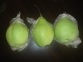 Qualidade Padrão de Exportação de Fresh Ya Pear