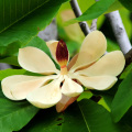 98% high purity magnolol magnolia officinalis extract