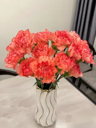 Single headed Carnation flame