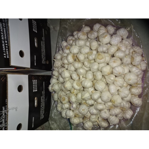 Hot Sale Pure White Garlic 2020
