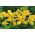 Natural Genista Tinctoria Extrato em pó de genisteína em pó