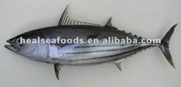 Frozen Skipjack Tuna