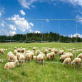 recinzione galvanizzata all&#39;ingrosso del campo dell&#39;allevamento di bestiame alla rinfusa a buon mercato all&#39;ingrosso