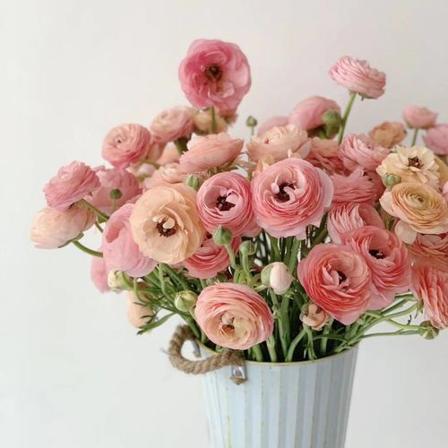 Champagne Ranunculus3