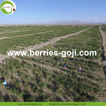 Factory Wholesale Dry Fruits Sun Dry Wolfberries