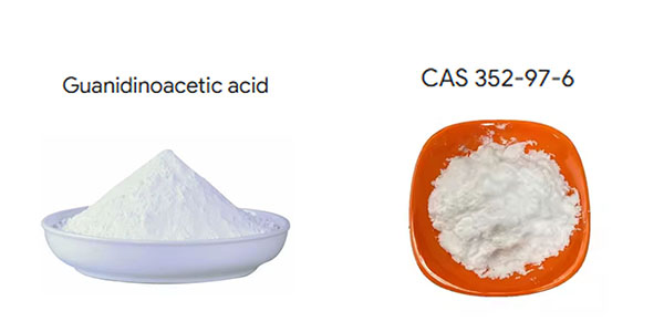 Guanidineacetic acid Supplier