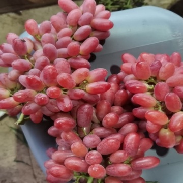 Uva fada rosada orgânica de Yunnan