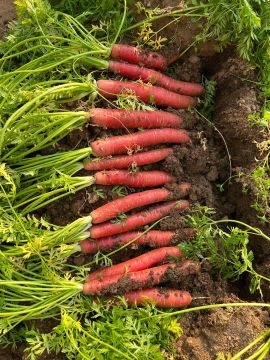 Juice Blending Red Core Carrot