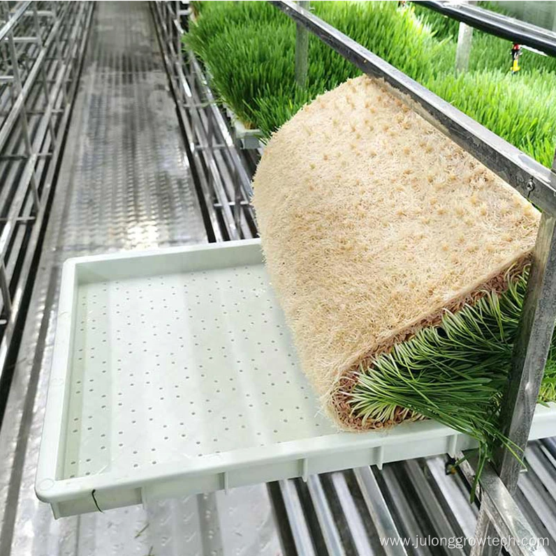 Cow and sheep grass fodder hydroponic container greenhouse