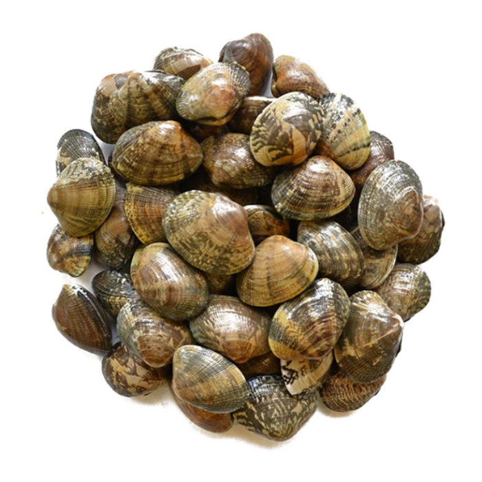 Neue Saison kurz Nackenmuschel in der Schale