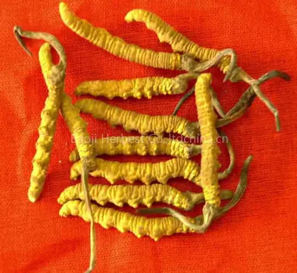 Cordyceps Sinensis Extract 40% Polysaccharides Powder