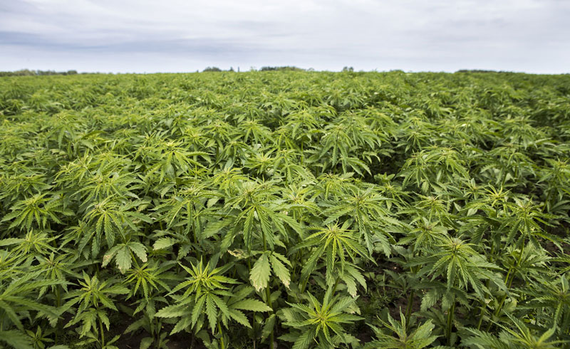 organic-industry-hemp