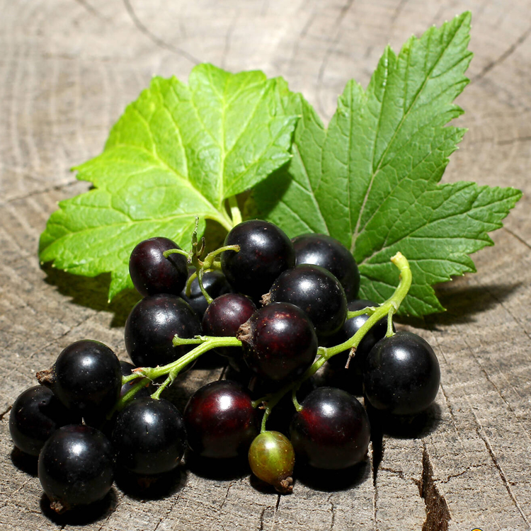 Black Currant Extract