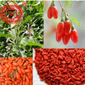 De anti-aging goji bessen gedroogde vruchten