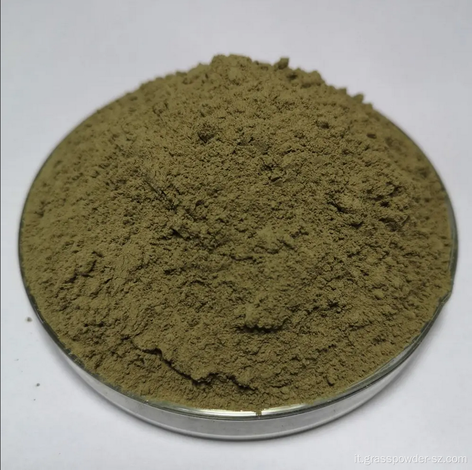 Versatile estratto di grano saraceno in polvere di alto grado