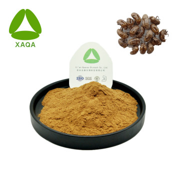 Chiết xuất Cicadae Periostracum Cicada Slough Powder 10: 1